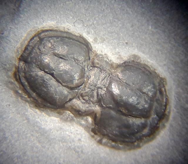 Hypagnostus parvifrons (LINNARSSON 1869) - Bild © FossNet FossilienStore